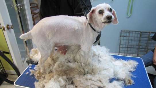 Dog Grooming & Cleaning Services.High Quality And Guaranteed Service.Call Now,Free Quote. image 3