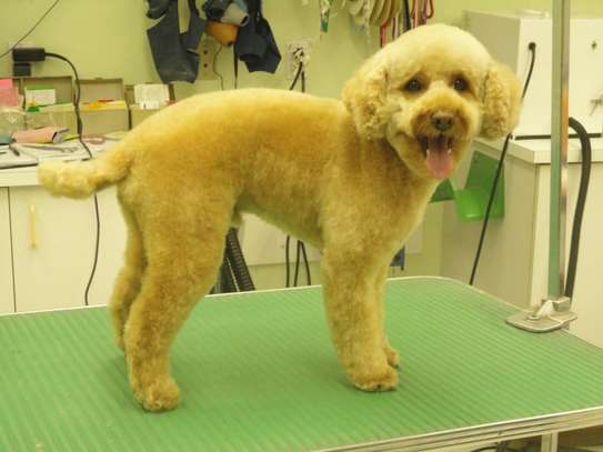 Mobile Pet Grooming | Dog Grooming In Your Own Home image 4