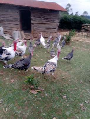 Turkey available for sale both rearing and beef image 4