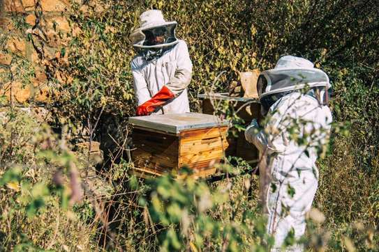 Bee Control Services | Ethical Honey Bee Removal Nairobi image 12
