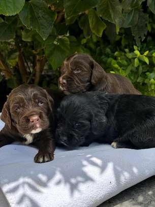 Spaniels🤍 image 6