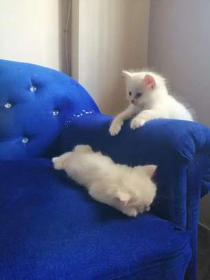 3-6 Month  Male And Female Purebred Persian image 1