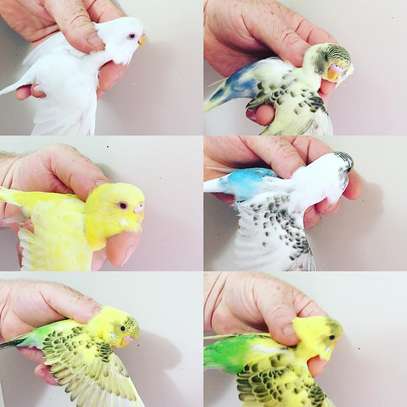 Budgies Birds for Sale  And  Parakeets For Sale image 1