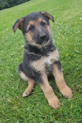 German Shepherd Puppies ready for their new home. image 2