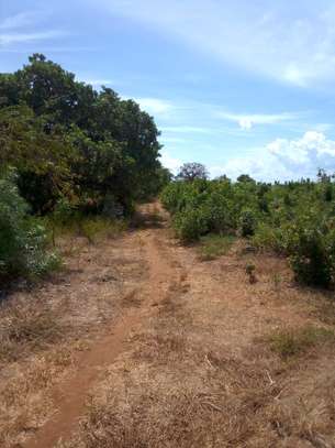 17 Acres in Malindi Gede Is Available For Sale image 2