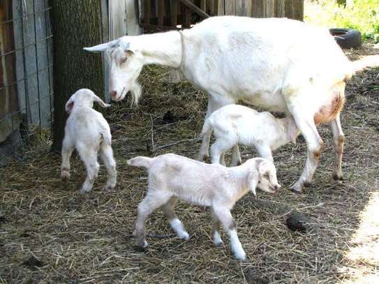Sannen breed image 2