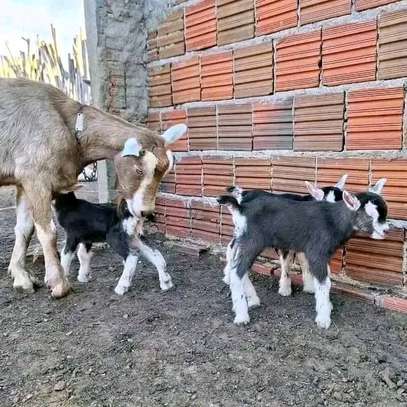 Dairy goats available image 4