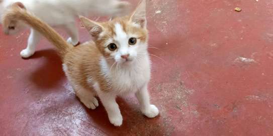 Brown Tabby Kitten Small Indoor Friendly Pet image 4