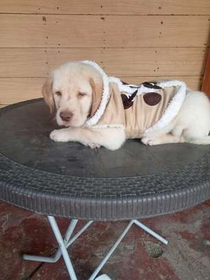 Labrador Retriever puppy image 3