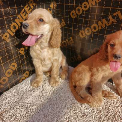English Cocker spaniel puppy image 2