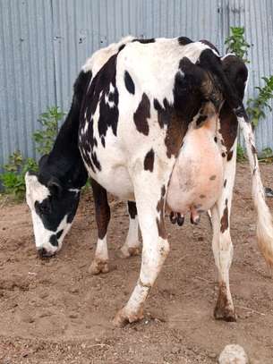 3 Dairy cows image 4