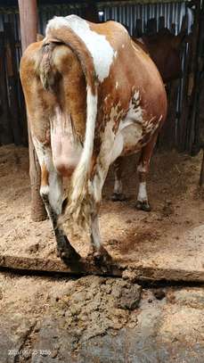 Ashley dairy cow image 2