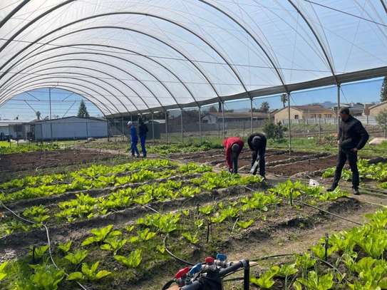 Professional Gardeners for Hire in Ruiru, Juja & Thika image 4