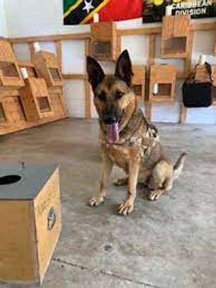 In-Home Dog Trainer Near You- Nairobi ,Kitengela, Kiambu image 2