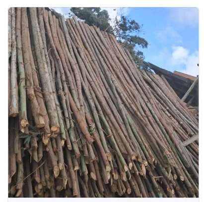 Gum poles for construction ,fencing or landscaping image 2
