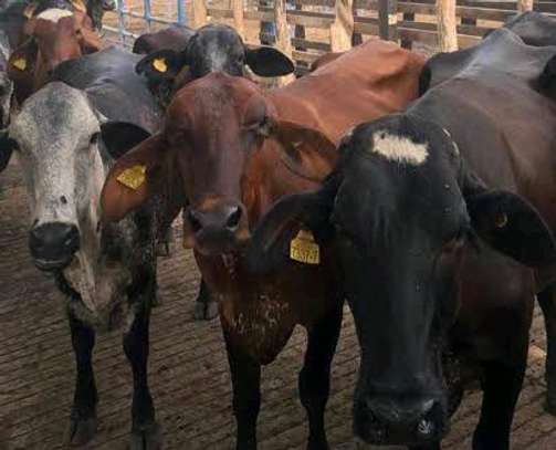 GRILLANDO HEIFERS image 4