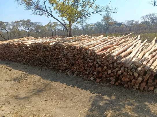 Gum poles for construction ,fencing or landscaping image 6