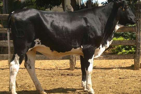 GRILLANDO HEIFERS image 2