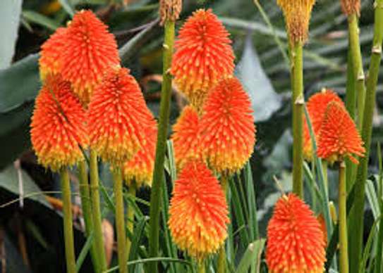 Professional Gardeners for Hire in Ruiru Nairobi image 5