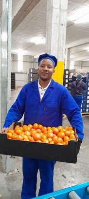 Factory Staffing & Recruitment Outsourcing | Limuru image 2