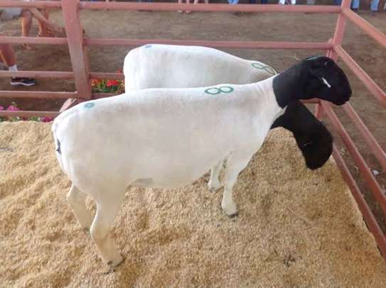 DOPPER SHEEP image 3