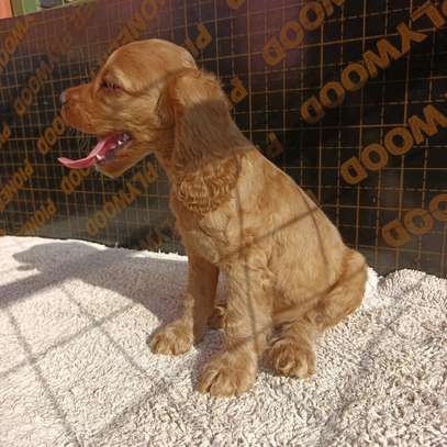 English Cocker spaniel puppies image 4