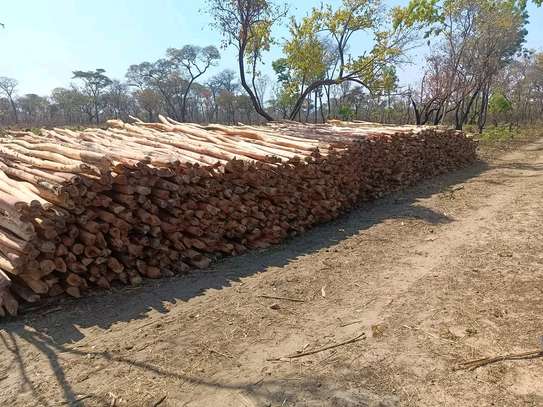 Gum poles for construction ,fencing or landscaping image 5