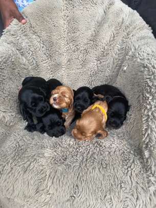 English Cocker Spaniel image 3