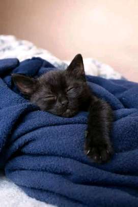 Beautiful kittens ready for re homing image 2