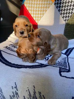 English Cocker Spaniels image 2