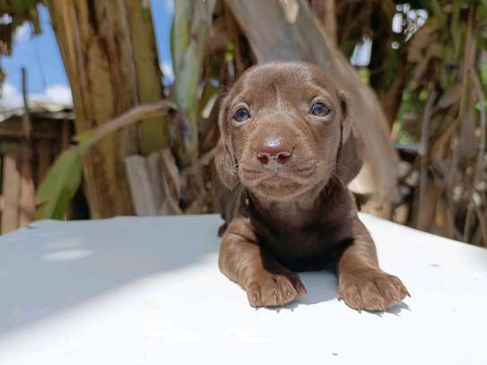 Miniature dachshund image 3