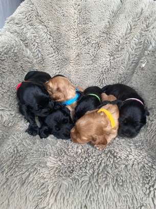 English Cocker Spaniel image 4