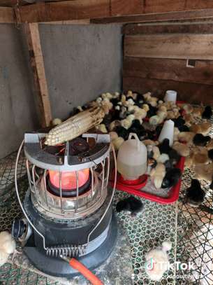 Chicks improved kienyeji image 4