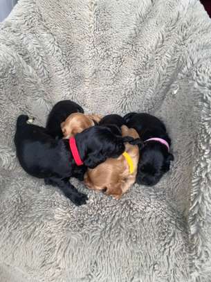 English Cocker Spaniel image 7