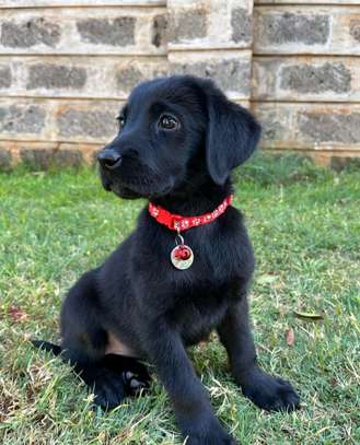 Labrador Retriever image 2