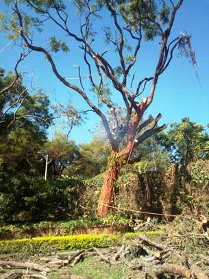Tree Cutting Services Nairobi | Removal & Pruning image 2