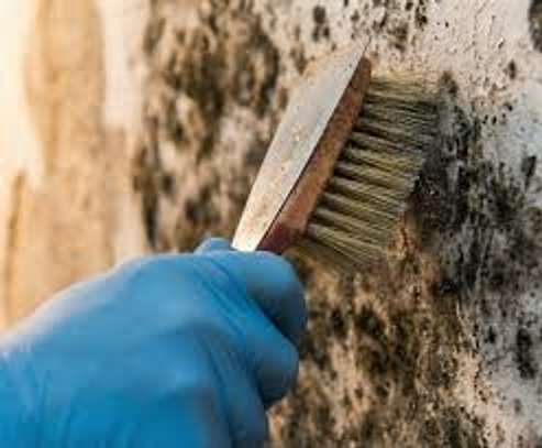 Safe Mould Treatment in Kitisuru, Kyuna & Loresho image 4