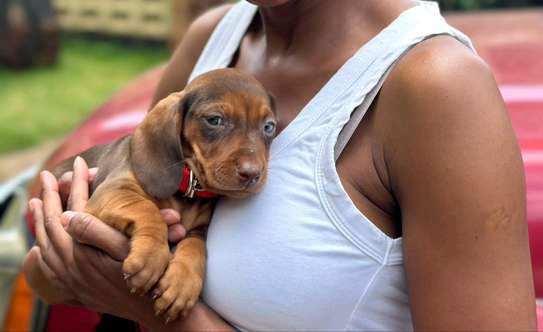 Miniature Dachshunds image 3