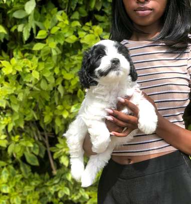 Havanese image 2