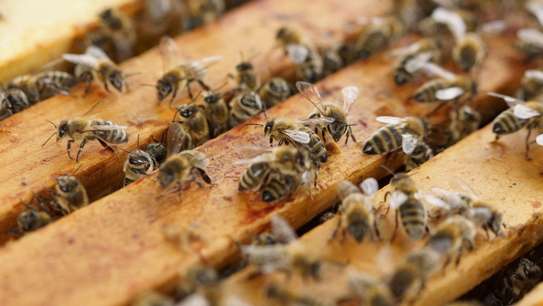 Bee Removal Service |Expert Wasp & Bee Removal | Schedule An Appointment image 8