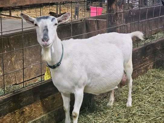 SANEN DAIRY GOATS image 2