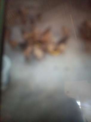 Poultry farming image 2