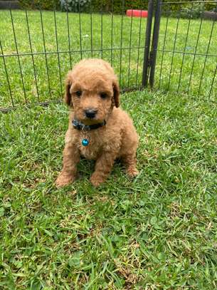 Toy poodle 🐩 image 3