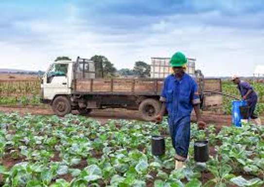 Expert Lawn Mowing & Garden Maintenance Limuru Tigoni image 10