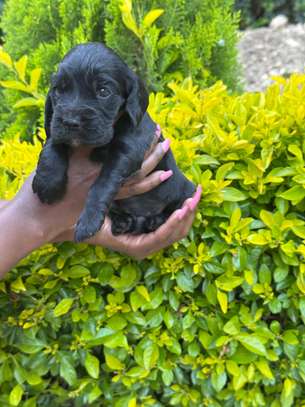 Cocker spaniel image 5