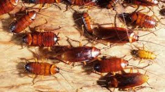Kikuyu Pest & Fumigation Experts |  Bestcare FM image 2