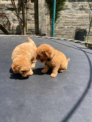Toy Poodle🐩 image 2