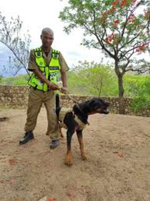 Security Guards for Hire Around Kiambu & Nairobi image 4