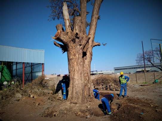 Tree Pruning & Cutting Kiambu Road, Ruiru & Juja Estates image 5
