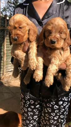 English Cocker spaniels image 3